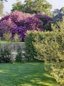 einen Garten mit rosa Büschen und lila Blumen in der Unterkunft Manoir de l'As de Trèfle in Isneauville