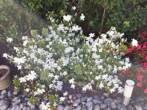 Manoir de l'As de Trèfle في Isneauville: حديقة الزهور مع الزهور البيضاء والصخور