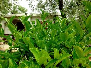 A garden outside Holiday Apartment orchidea with swimming pool and private beach -3