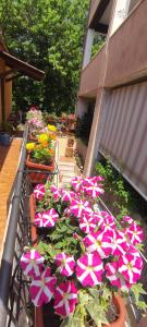 un bouquet de fleurs roses et blanches dans un jardin dans l'établissement Elisa e Carla House Beautiful apartments on the Cassia, à Rome