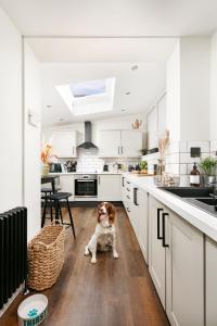 un chien assis au milieu d'une cuisine dans l'établissement NEW LUXURY for 2022 - Central Plymouth House - Sleeps 10 - Access to Plymouth Hoe - Close to The Barbican - Pets welcome - By Luxe Living, à Plymouth