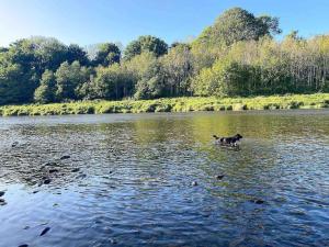 um cão parado na água em um lago em The Stables, charming converted, 2 bedroom Cottage, Melrose em Darnick