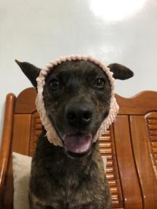 Huéspedes con una o varias mascotas en 綠島-宏發民宿HongFa Homestay