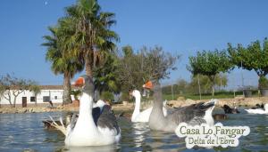 Fotografie z fotogalerie ubytování Casa Lo Fangar - Delta de l'Ebre C3 v destinaci Deltebre + 8 fotografií