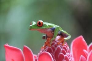 Altri animali domestici presso il lodge o nei dintorni