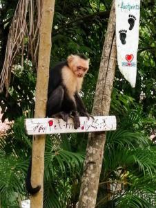 Altri animali domestici presso il lodge o nei dintorni