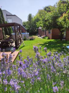ogród z fioletowymi kwiatami na dziedzińcu w obiekcie Lawendowo- sauna jacuzzi domki w ogrodzie i apartamenty w kamienicy w mieście Sandomierz