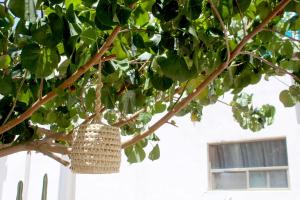 a basket hanging from a tree at Hotel Casa Hidalgo in Torreón