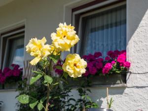 Zahrada ubytování Guesthouse Pension Grafenstein