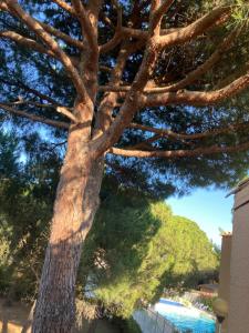 duże drzewo stoi obok budynku w obiekcie Résidence Piscine proche Village naturiste - Pinède w Cap d'Agde