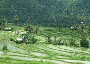 un campo de arrozales con árboles en el fondo en Meme Surung Guesthouse, en Munduk 14 fotos más