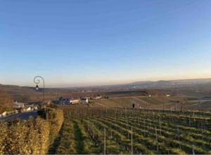a view of a vineyard from the top of a hill at Le Petit Cesar in Hautvillers +6 photos