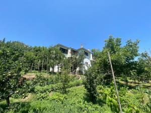 a house on top of a hill with trees at Casa verde ver in Makrirrákhi