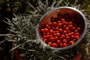 a bowl of tomatoes sitting on top of a plant at Brna Three-room apartment near the beach-Zen in Brna