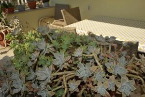 a group of plants sitting on a table at Brna Three-room apartment near the beach-Zen in Brna