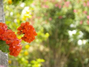 a bunch of red flowers on a tree at Brna Three-room apartment near the beach-Zen in Brna