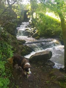 a dog is standing next to a waterfall at tiny house du poulloguer in Prat