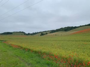 a field of red flowers in a green field at Romantic Shepherds hut with stunning sunsets in Hollingbourne