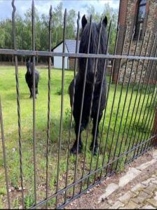 Czarny koń stoi za płotem w obiekcie Agroturystyka Trzy wieże w mieście Bytom Odrzański