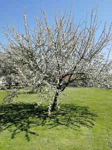 un árbol con flores blancas en un campo en Studio à la campagne dans corps de ferme rénovée, en Chancey