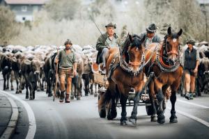Zvieratá v apartmáne alebo blízkom okolí