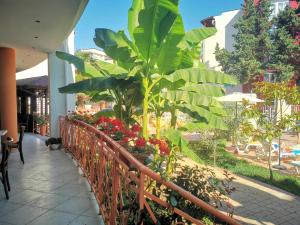 Zahrada ubytování Copacabana Hotel