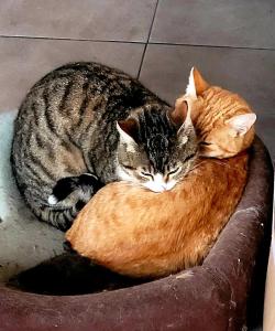 two cats laying on top of each other at Casa Alba in Mamaia Nord