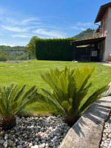 a couple of palm trees in a yard at Maison Bric in Millesimo