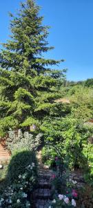 Ein Garten an der Unterkunft Ferienwohnung An der Karlskuppe