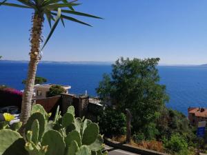 palma e vista sull'oceano di Le Fioriere Residence a Porto Santo Stefano