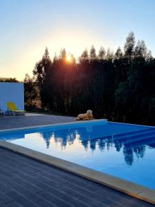 a dog laying on the edge of a swimming pool at Herdade Monte Novo Do Pocinho in Cercal