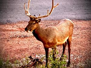 a deer with antlers standing on the side of the road at Hidden Gem Retreat in the Heart of Payson in Payson