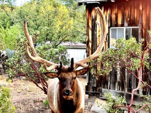 a deer with large antlers standing in front of a house at Hidden Gem Retreat in the Heart of Payson in Payson