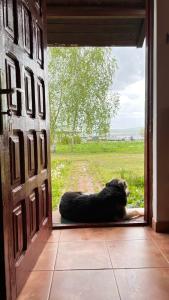 ein Hund, der vor der Tür liegt in der Unterkunft Mojo Beach in Budeasa Mare