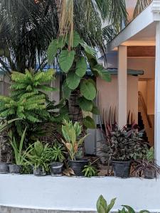 Dhoadhi Retreat外面的花园