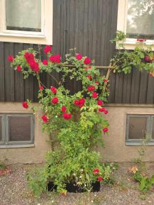 une brousse de fleurs rouges sur le côté d'un bâtiment dans l'établissement Villa Karllösa Bed and Breakfast, à Målilla