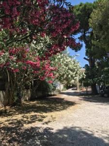eine Reihe von Bäumen mit rosa und weißen Blumen in der Unterkunft Sxinias Resort in Marathón