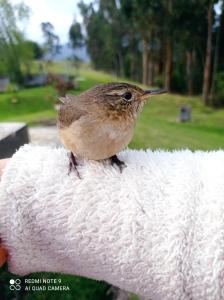 a small bird sitting on top of a white towel at Eco-cabaña piemonte in Guasca