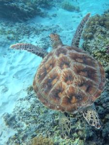 a green sea turtle swimming in the water at Gili Mesari Cottages & Homestay in Gili Trawangan