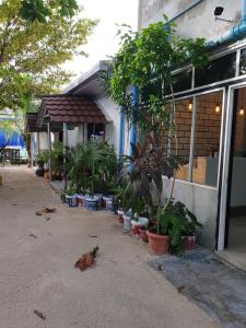 een groep potplanten voor een gebouw bij Maafushi View in Maafushi