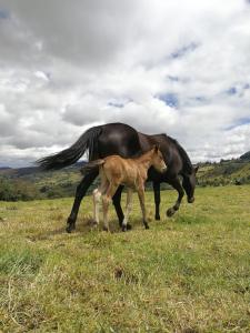 a baby horse standing next to a black horse in a field at Yinkana Camping y Glamping in Guatavita