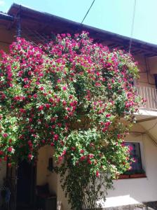 a bunch of pink flowers on the side of a building at Apartment in the historical city center in Chernivtsi