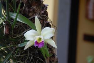 Fotografie z fotogalerie ubytování Hotel Boutique La Casa de las Flores v destinaci Cahuita