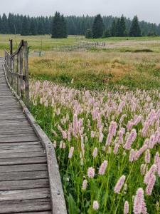 a wooden bridge over a field with pink flowers at Apartman u Štoly in Jáchymov