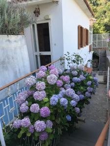 Um jardim em Appartamento Rosa