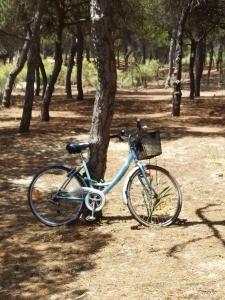 una bici blu parcheggiata accanto a un albero di Sol y Mar a Isla Cristina