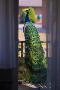 a peacock sitting on the back of a fence at Gap Hotel in Langwedel +1 photo