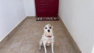 un chien assis devant une porte rouge dans l'établissement Casa Jensen, à Calp