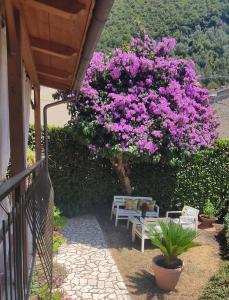 un arbre aux fleurs roses près d'un banc dans l'établissement La Bouganville e Il Gelsomino, à Pietrasanta
