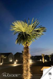 uma palmeira ao lado de uma rua à noite em Palmes Pirmas Sezonas Palanga em Palanga